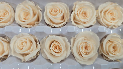 21 Champagne Preserved Roses: Wedding Bouquet Flowers