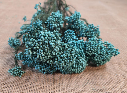 Blue Preserved Rice Flower: Dried Wedding Bouquet Filler (19-20" Tall)