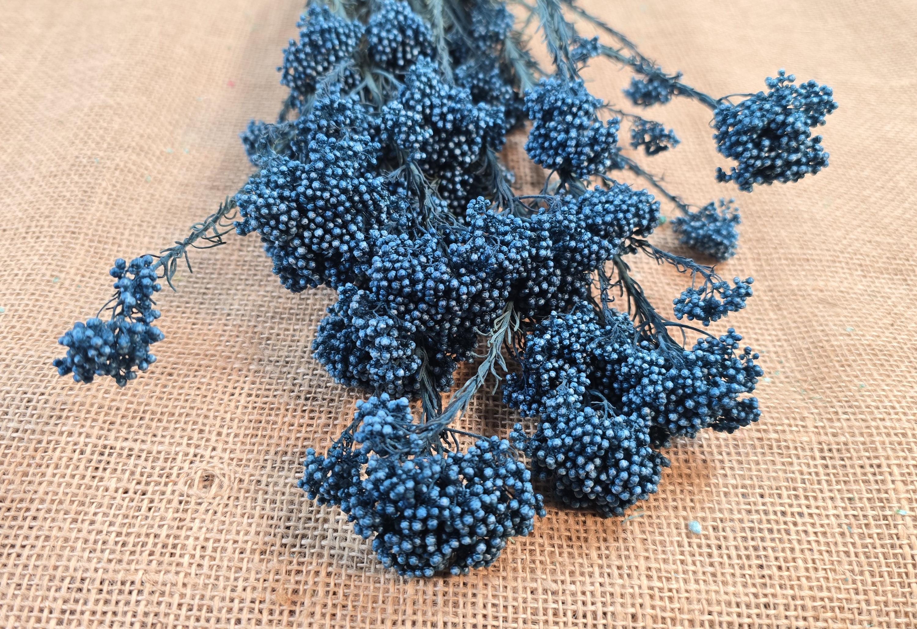 Blue Preserved Rice Flower: Dried Wedding Bouquet Filler (19-20" Tall)