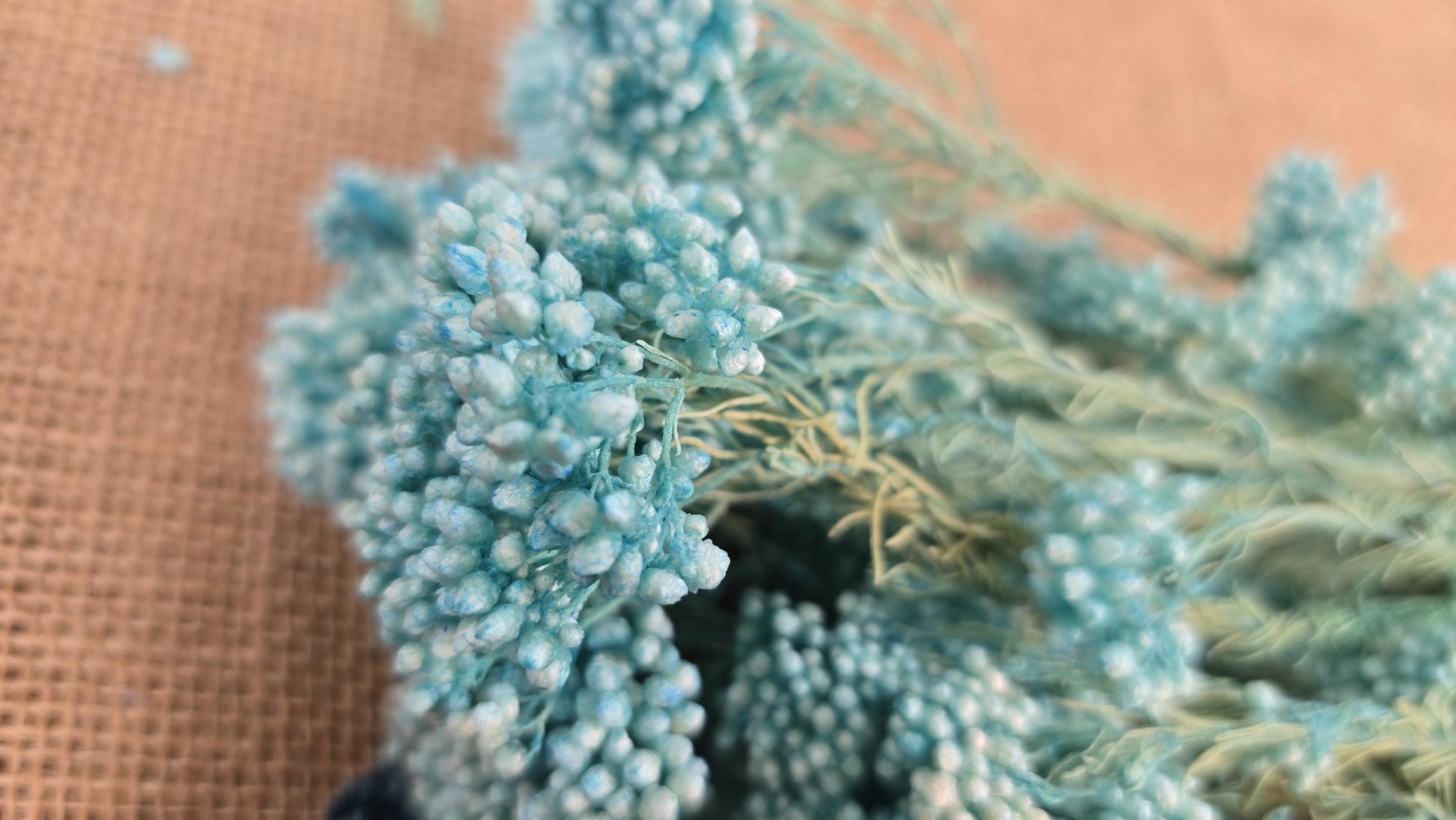 Blue Preserved Rice Flower: Dried Wedding Bouquet Filler (19-20" Tall)