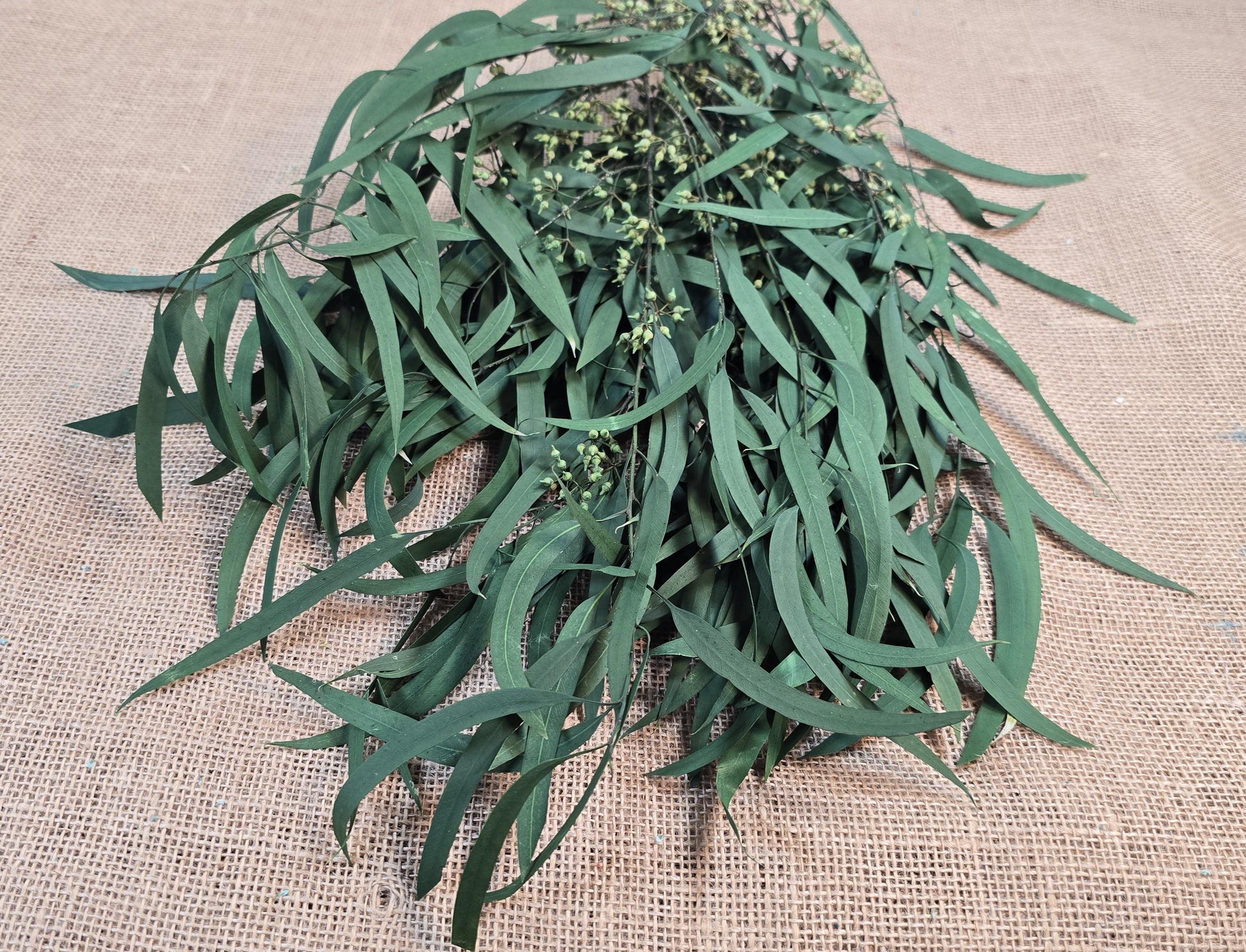 Preserved Eucalyptus Olive Seeded Willow Leaves for Indoor Home & Office Decor; Millet Leaf Party Decoration Plants