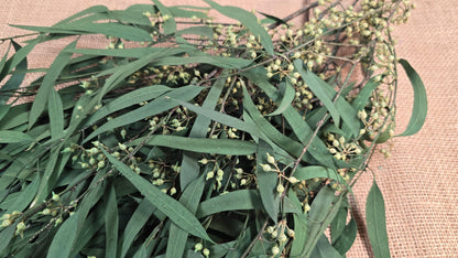 Preserved Eucalyptus Olive Seeded Willow Leaves for Indoor Home & Office Decor; Millet Leaf Party Decoration Plants