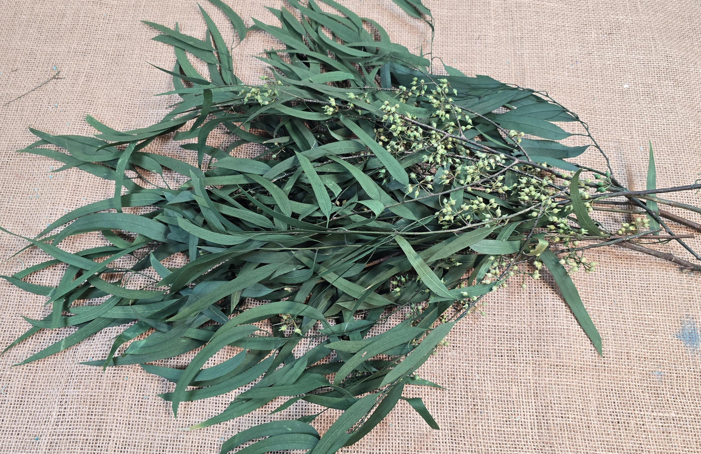 Preserved Eucalyptus Olive Seeded Willow Leaves for Indoor Home & Office Decor; Millet Leaf Party Decoration Plants