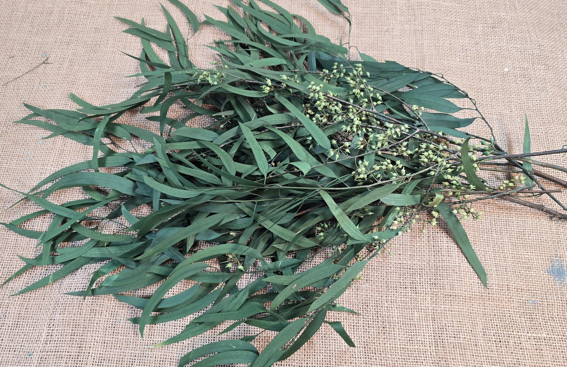 Preserved Eucalyptus Olive Seeded Willow Leaves for Indoor Home & Office Decor; Millet Leaf Party Decoration Plants