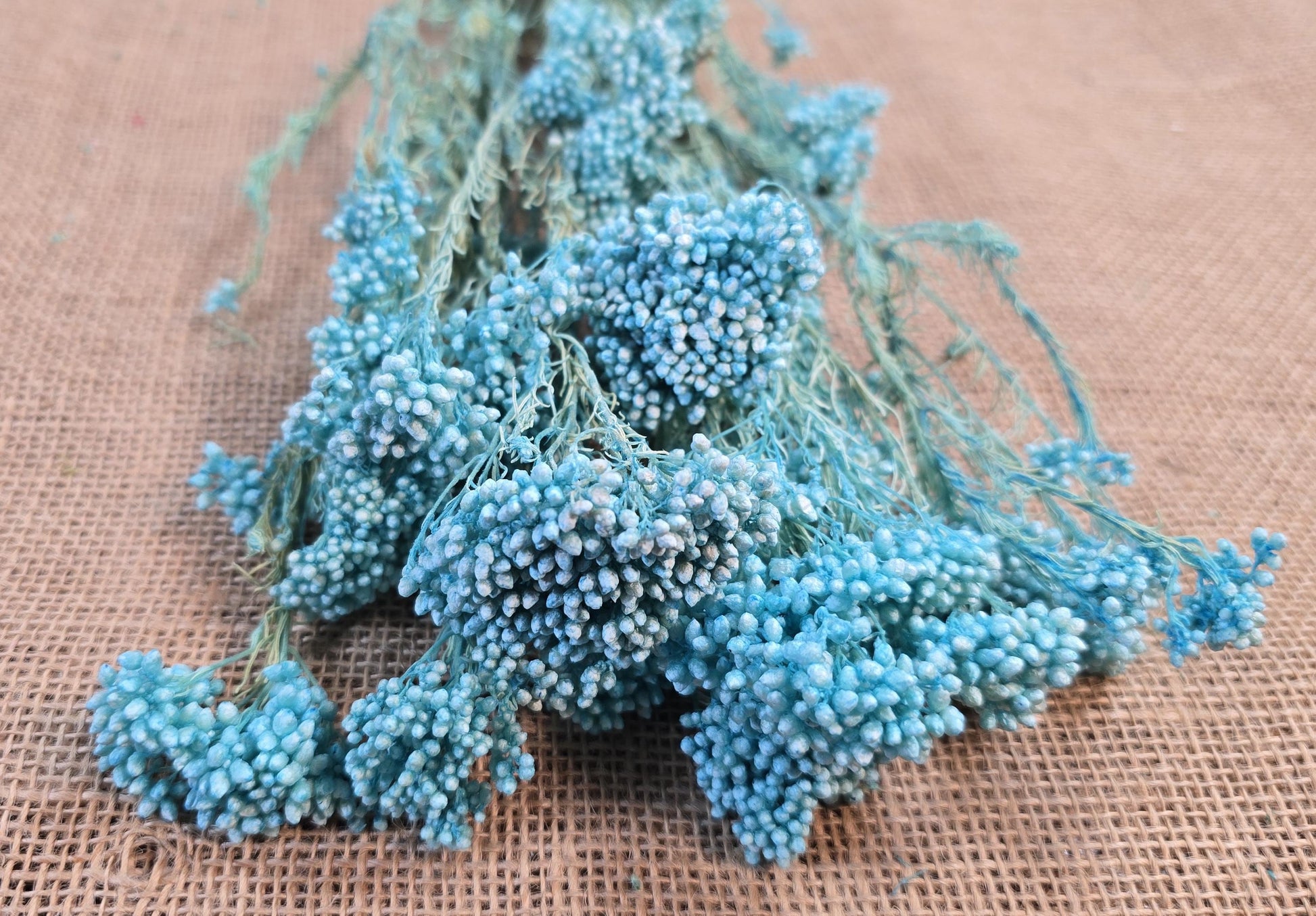Blue Preserved Rice Flower: Dried Wedding Bouquet Filler (19-20" Tall)