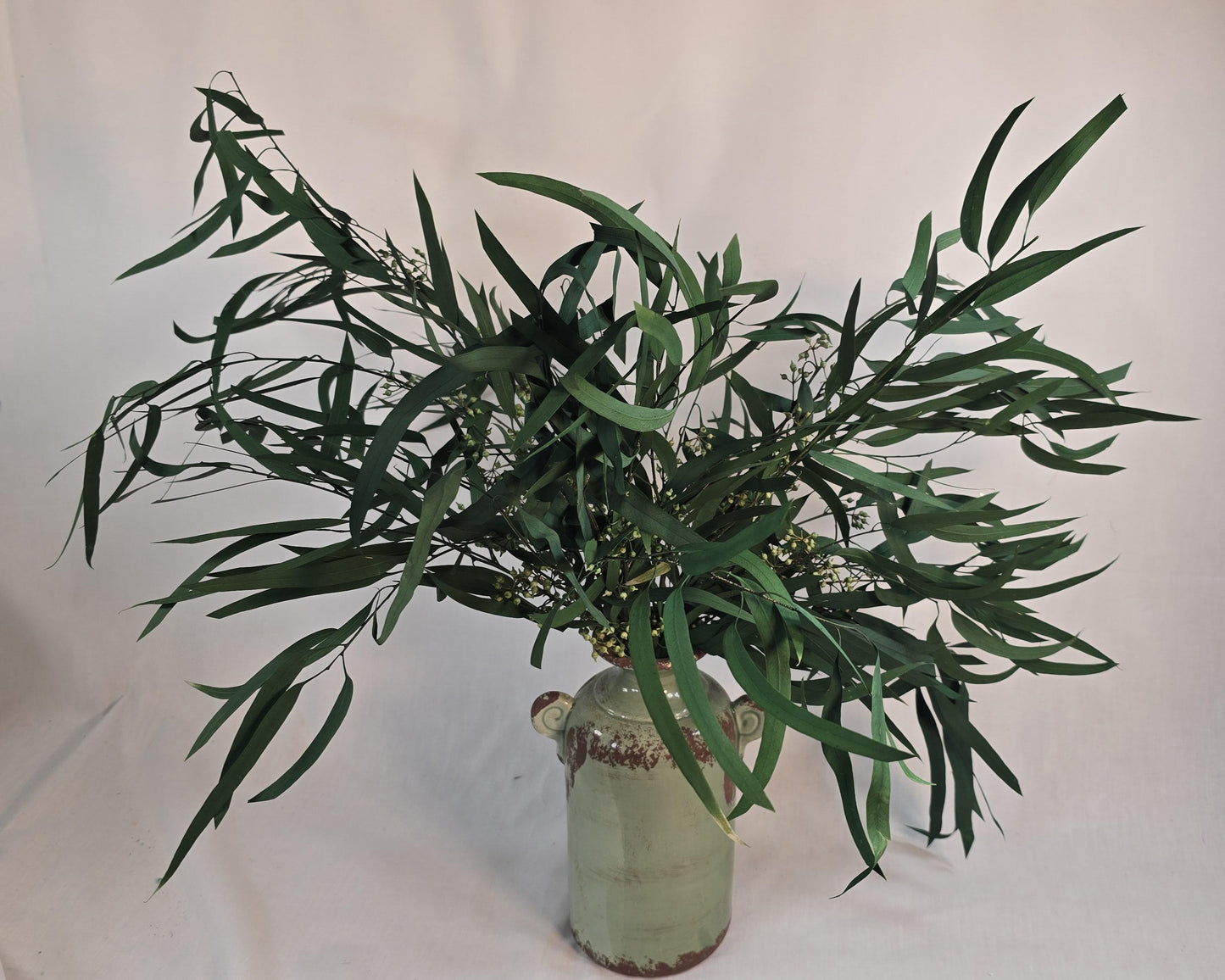Preserved Eucalyptus Olive Seeded Willow Leaves for Indoor Home & Office Decor; Millet Leaf Party Decoration Plants