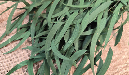 Preserved Eucalyptus Olive Seeded Willow Leaves for Indoor Home & Office Decor; Millet Leaf Party Decoration Plants