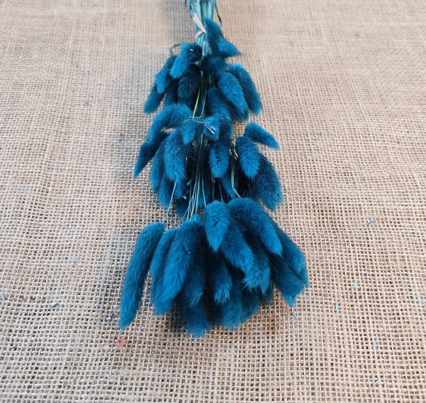 60 Blue Dried Bunny Tail Grass Stems: Boho Wedding Decor