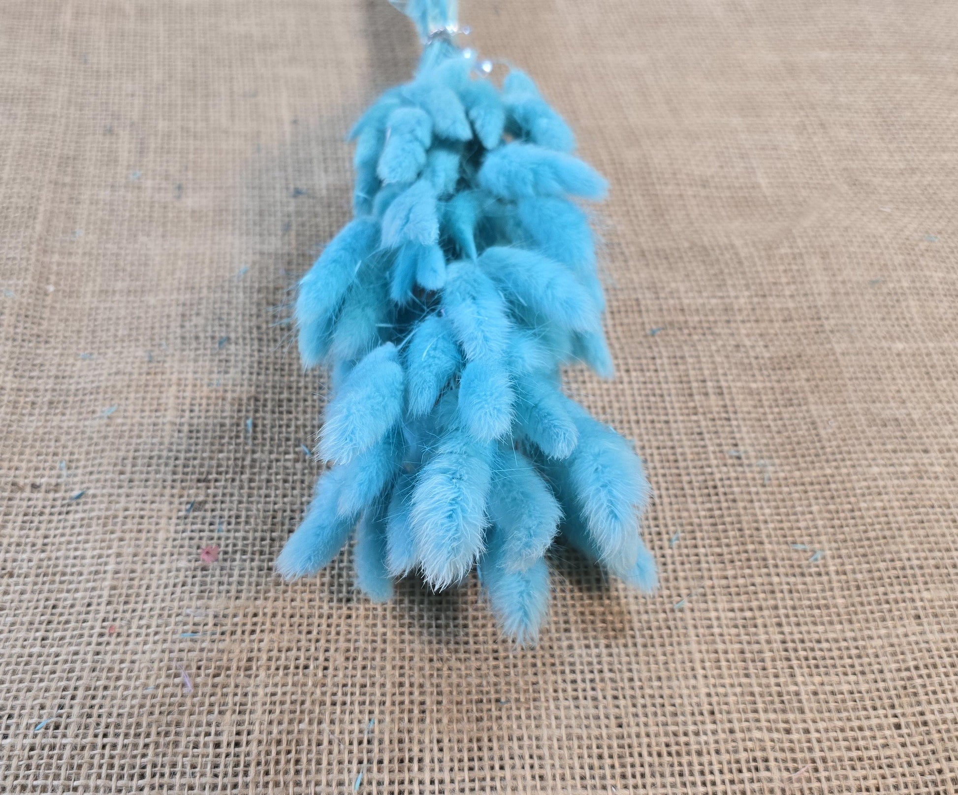 60 Blue Dried Bunny Tail Grass Stems: Boho Wedding Decor