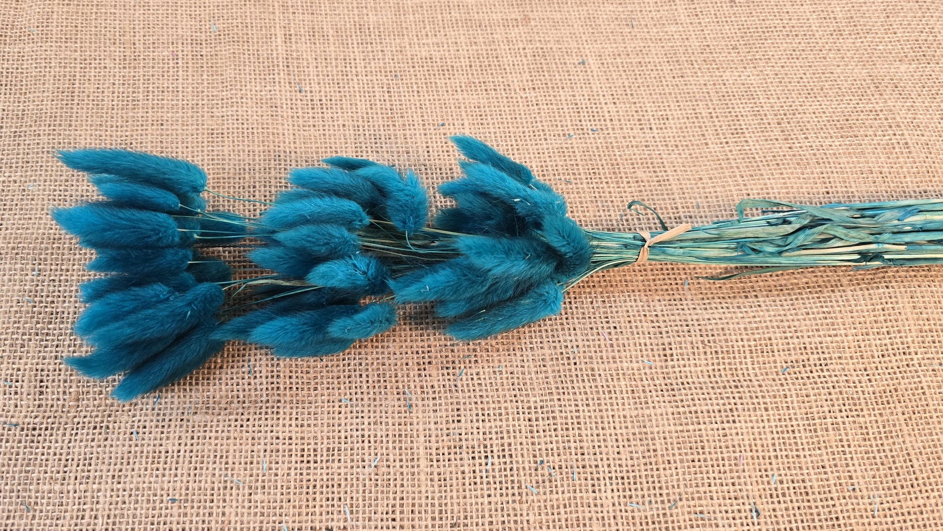 60 Blue Dried Bunny Tail Grass Stems: Boho Wedding Decor