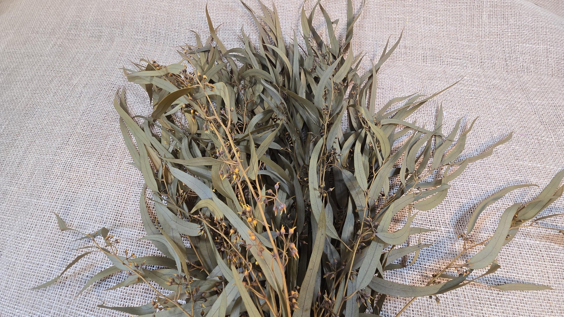 Yellow Preserved Eucalyptus Olive Seeded Willow Leaves for Indoor Home & Office Decor; Millet Leaf Party Decoration Plants