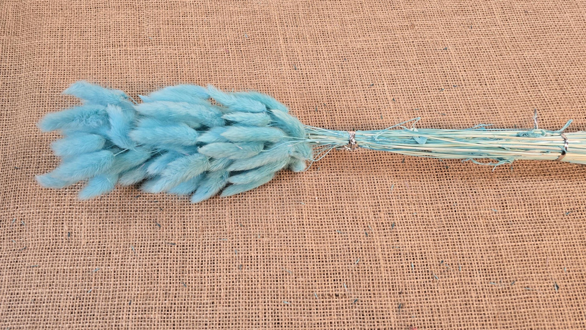 60 Blue Dried Bunny Tail Grass Stems: Boho Wedding Decor