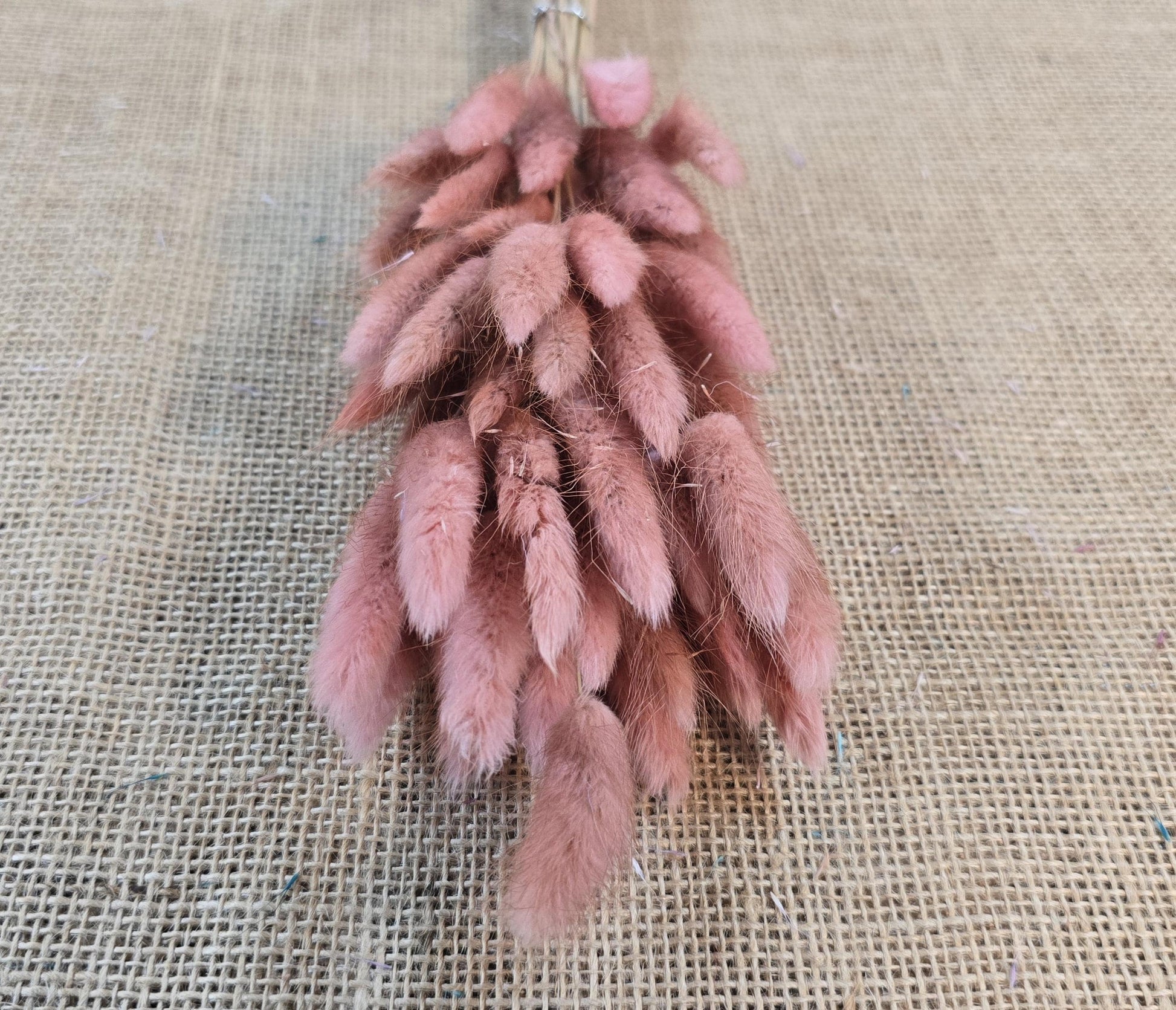 60 Dried Bunny Tail Grass Stems: Natural Boho Wedding Decor