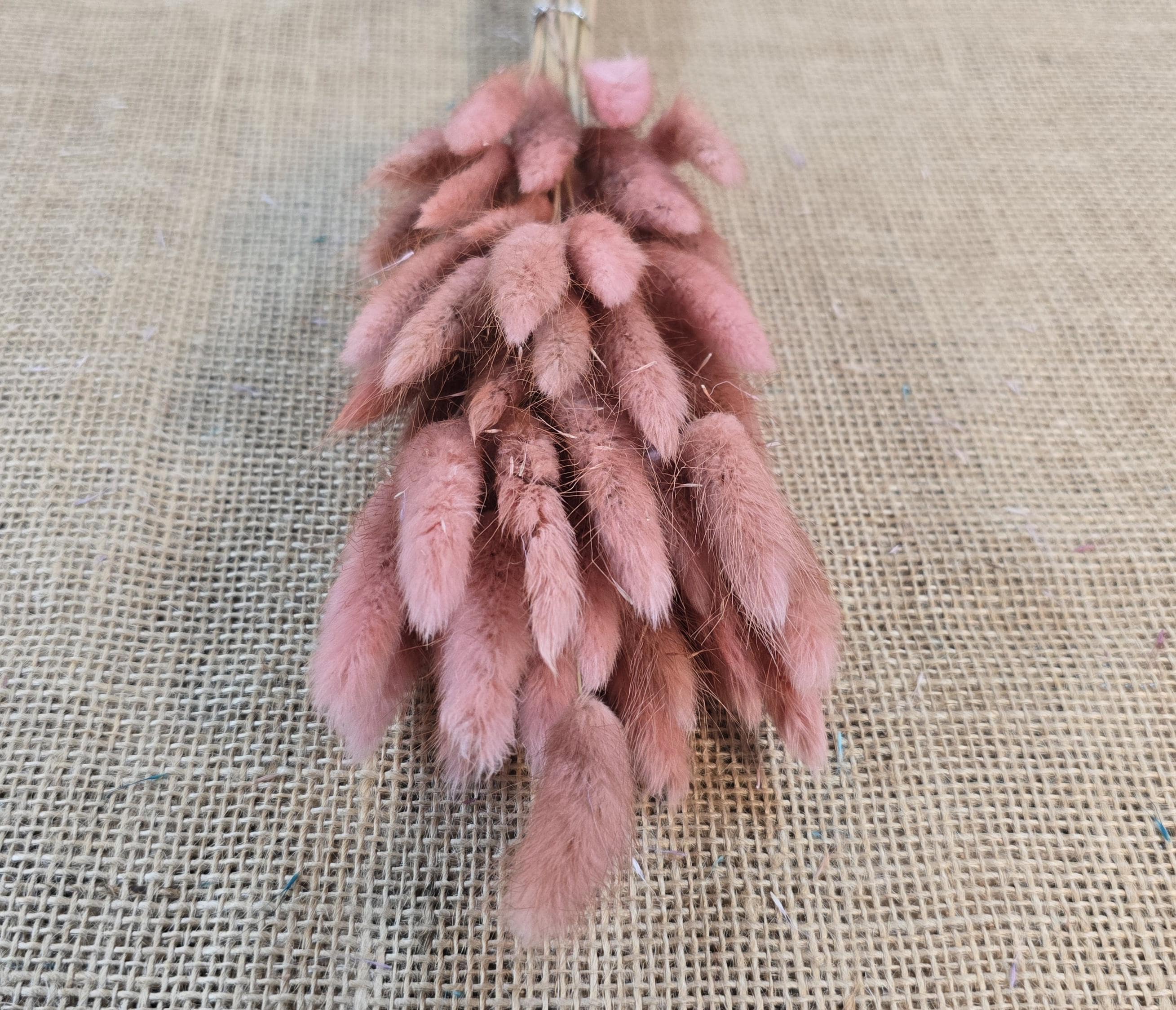 60 Dried Bunny Tail Grass Stems: Natural Boho Wedding Decor