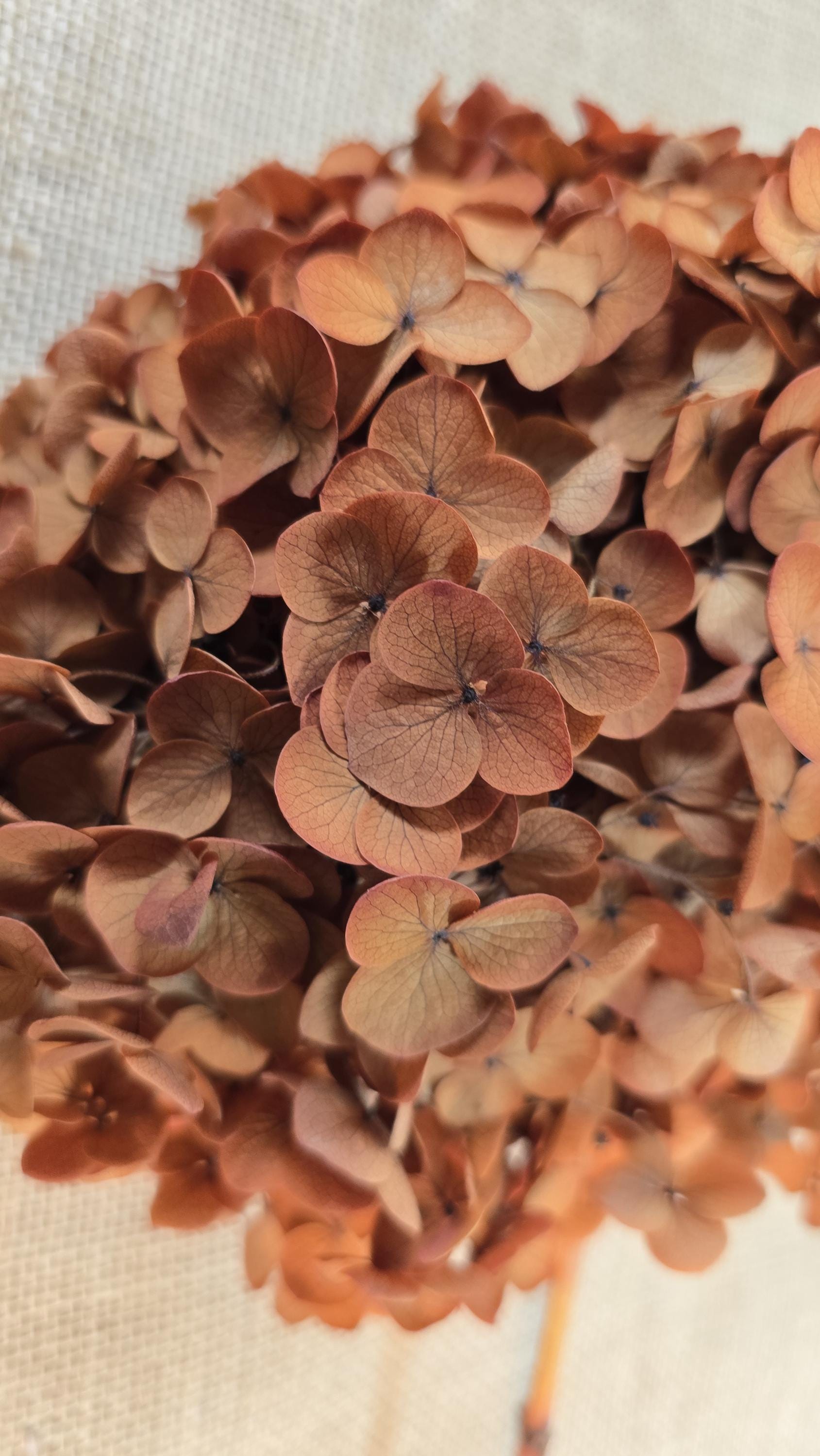 Coffee Infused Preserved Hydrangea: Real Dried Wedding Flowers
