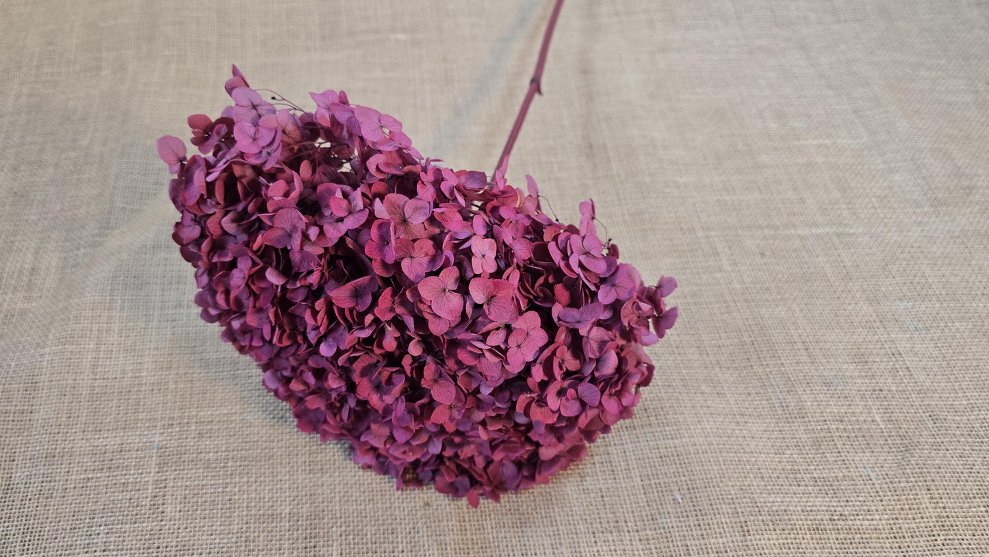 Rose Red Preserved Hydrangea: Wedding Flowers, 18-20" Tall