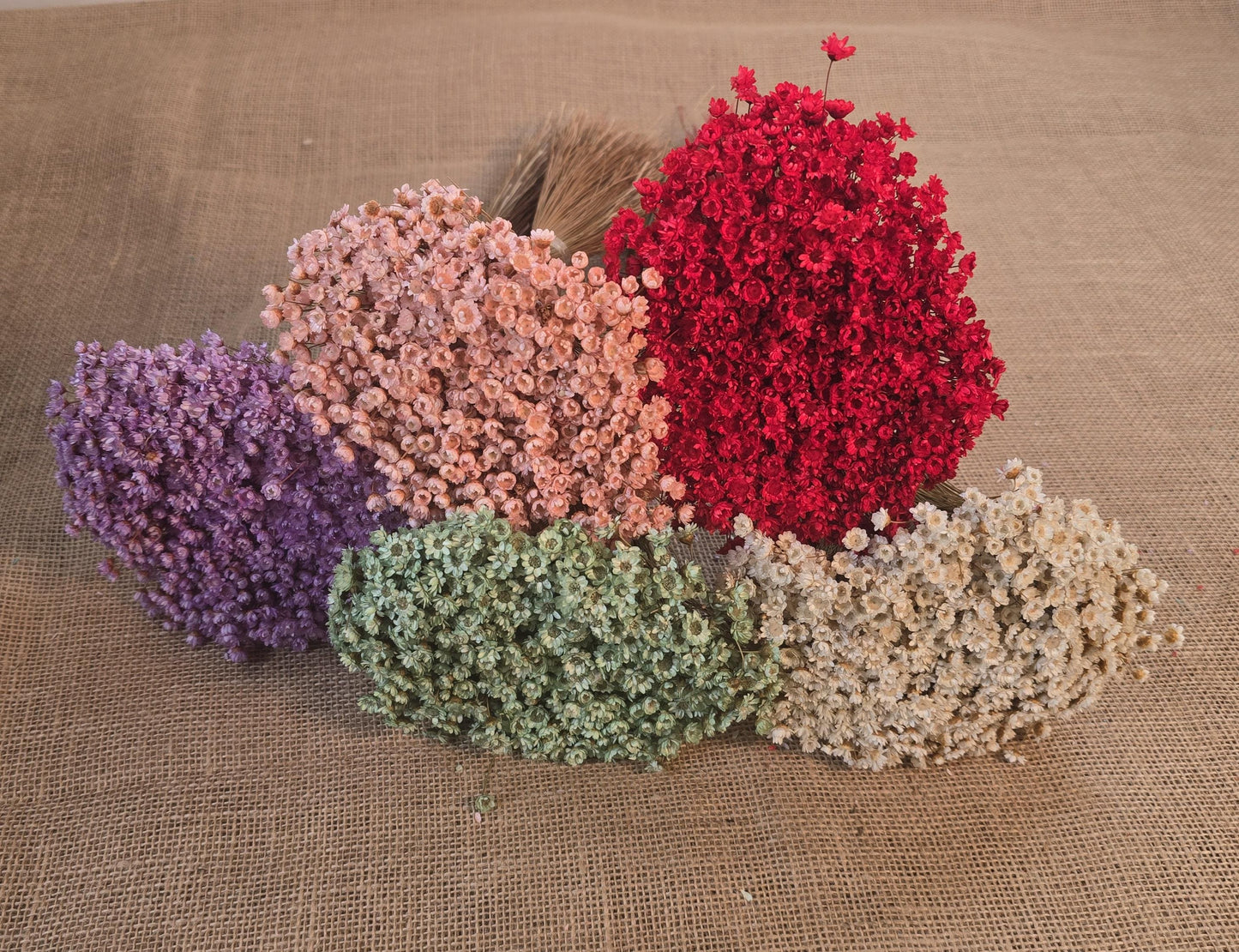 Pastel Dried Star Flowers: Wedding & Home Decor, 12" Tall