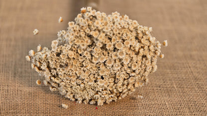 Pastel Dried Star Flowers: Wedding & Home Decor, 12" Tall