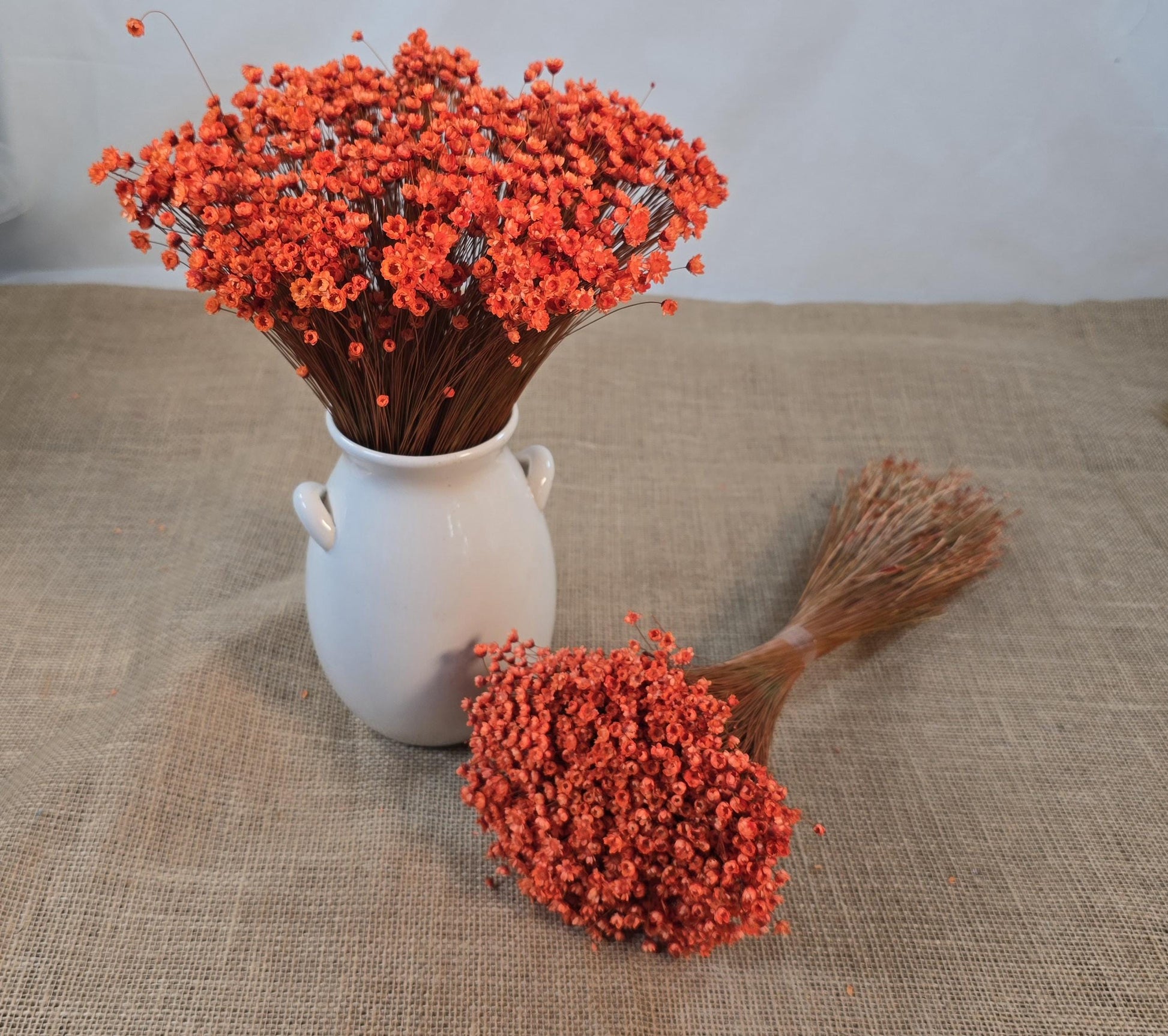 Pastel Orange Dried Star Flowers: Wedding & Home Decor, 12" Tall