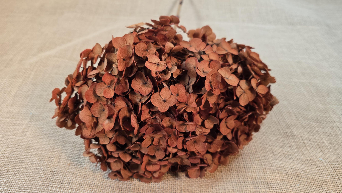 Coffee Infused Preserved Hydrangea: Real Dried Wedding Flowers