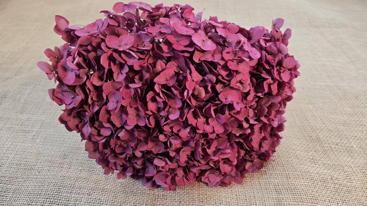 Rose Red Preserved Hydrangea: Wedding Flowers, 18-20" Tall