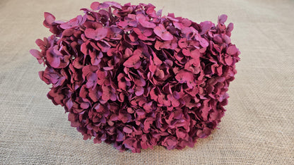 Rose Red Preserved Hydrangea: Wedding Flowers, 18-20" Tall