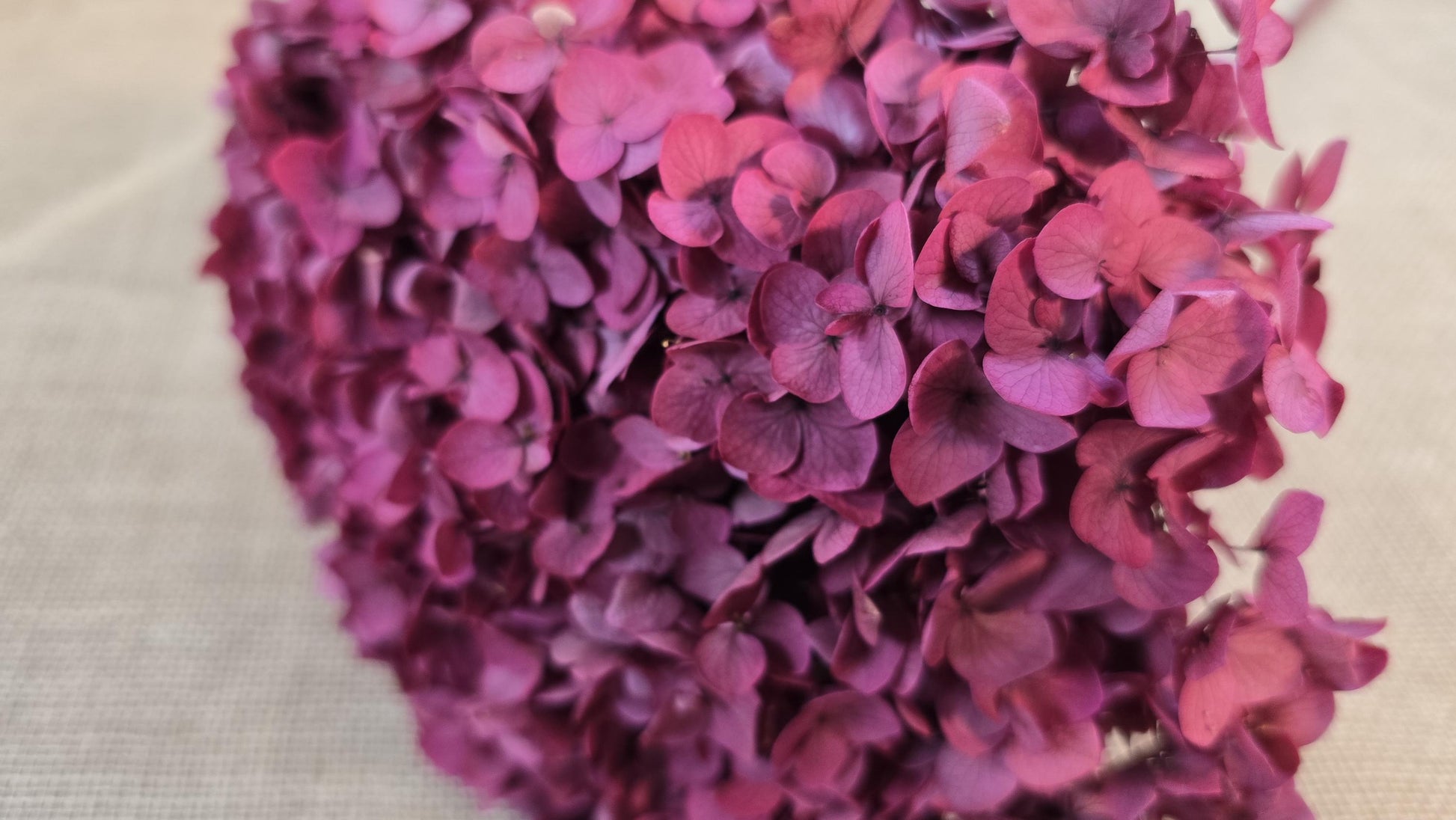 Rose Red Preserved Hydrangea: Wedding Flowers, 18-20" Tall