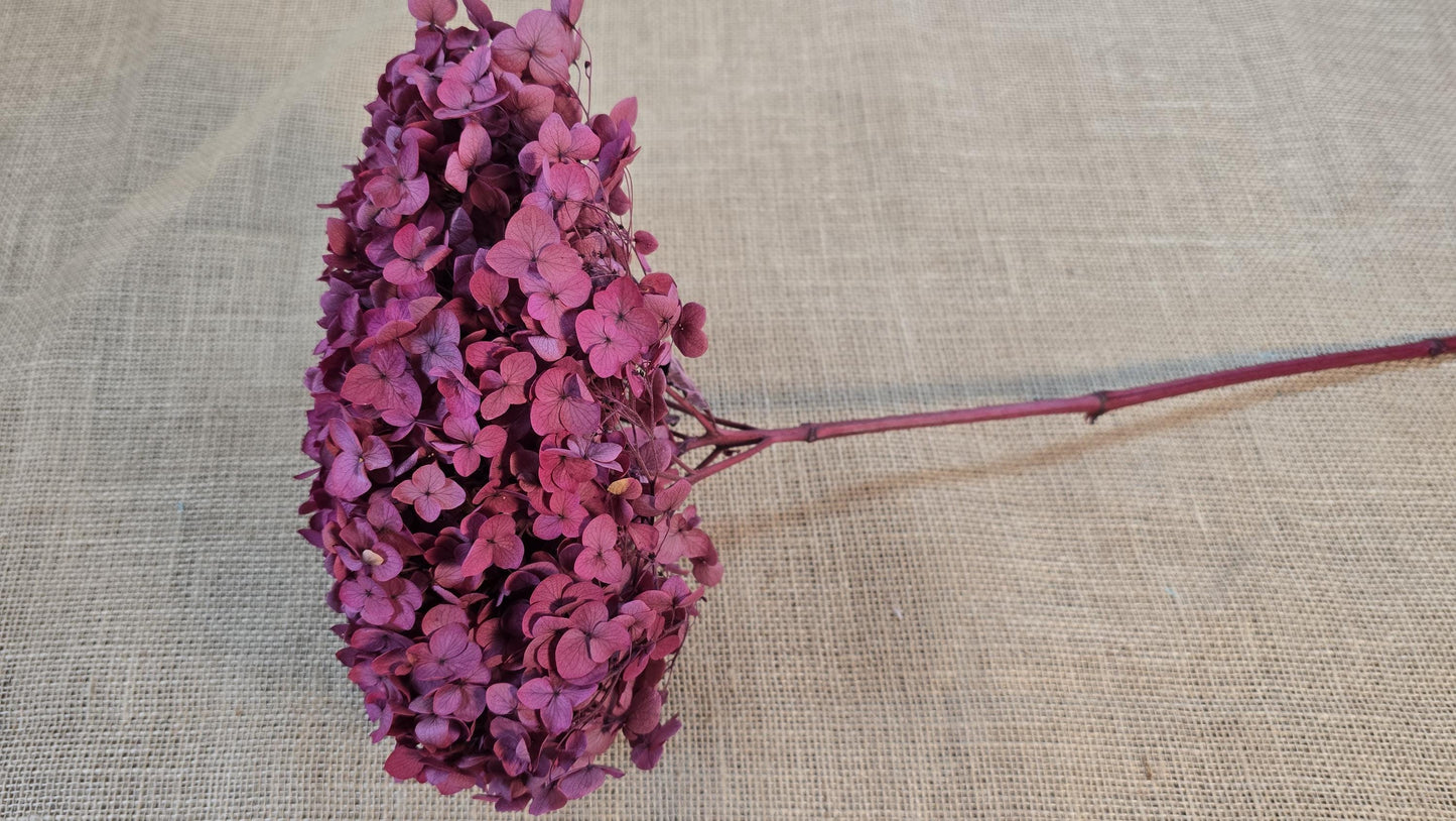 Rose Red Preserved Hydrangea: Wedding Flowers, 18-20" Tall