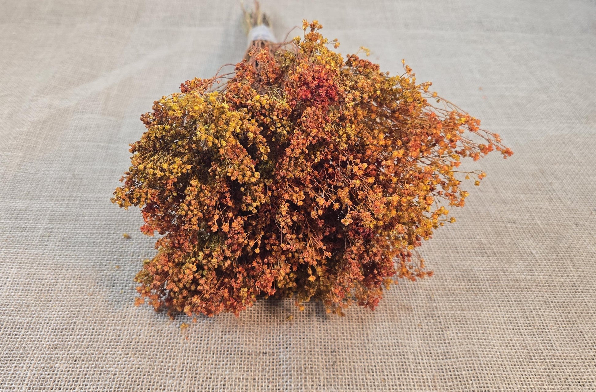 Dried Broom Bloom Bundle: Natural Floral Wedding Decor, 20"