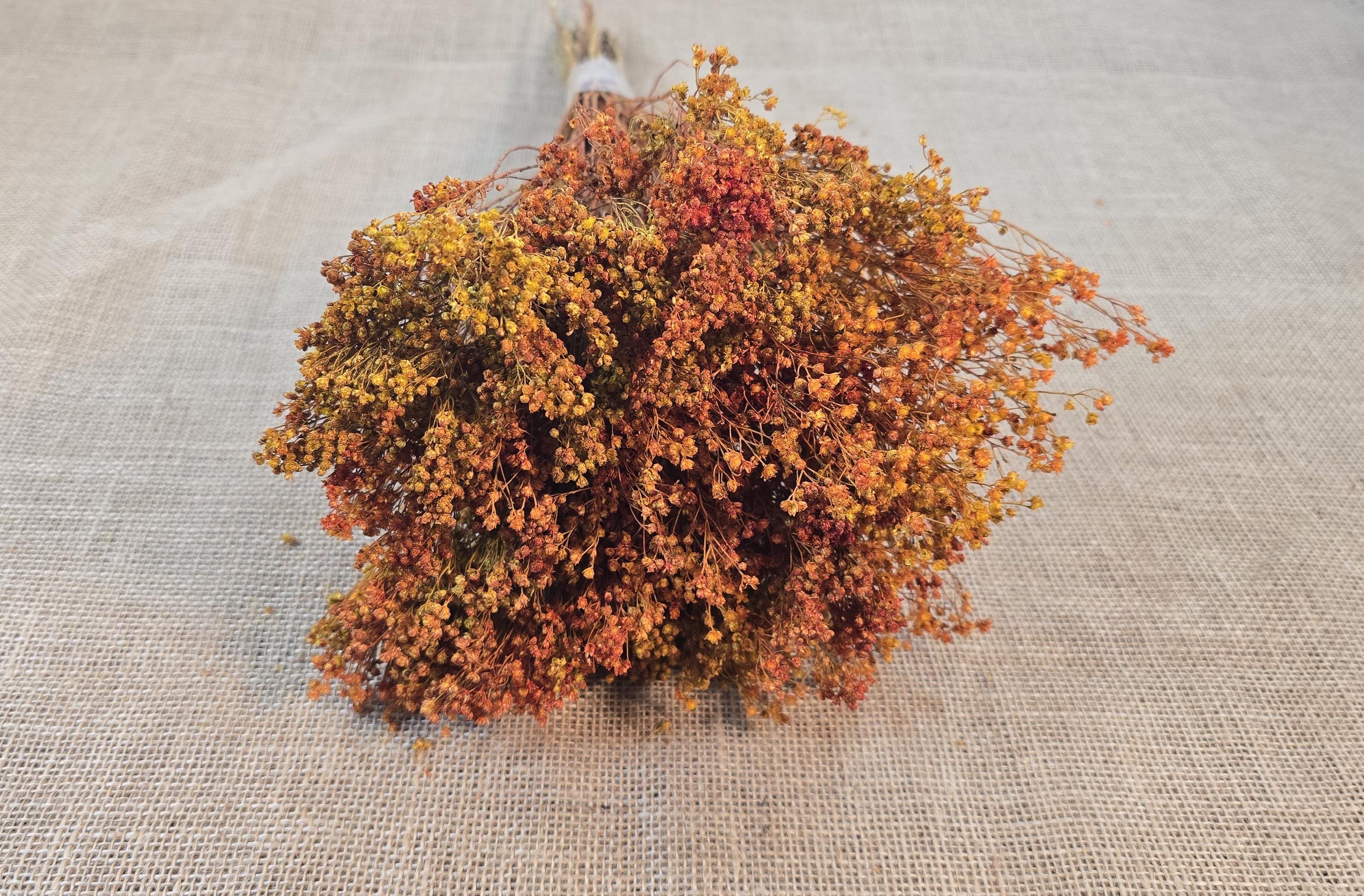 Dried Broom Bloom Bundle: Natural Floral Wedding Decor, 20"