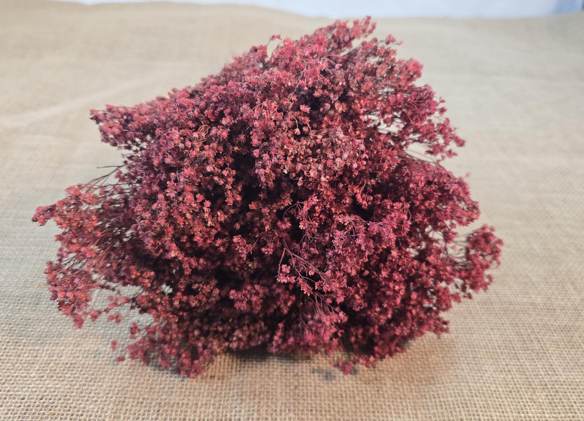 Dried Broom Bloom Bundle: Natural Floral Wedding Decor, 20"