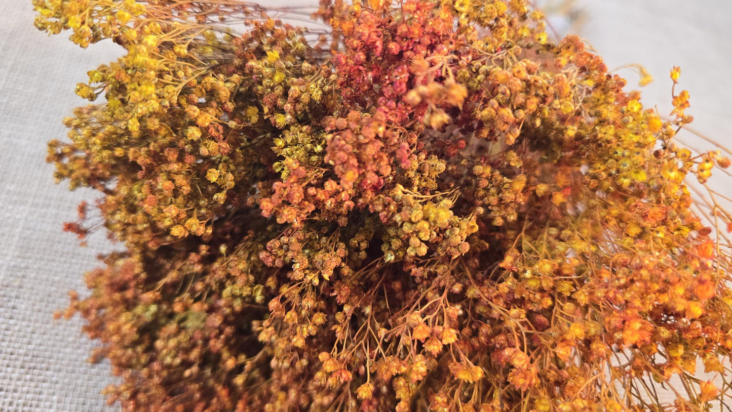 Dried Broom Bloom Bundle: Natural Floral Wedding Decor, 20"