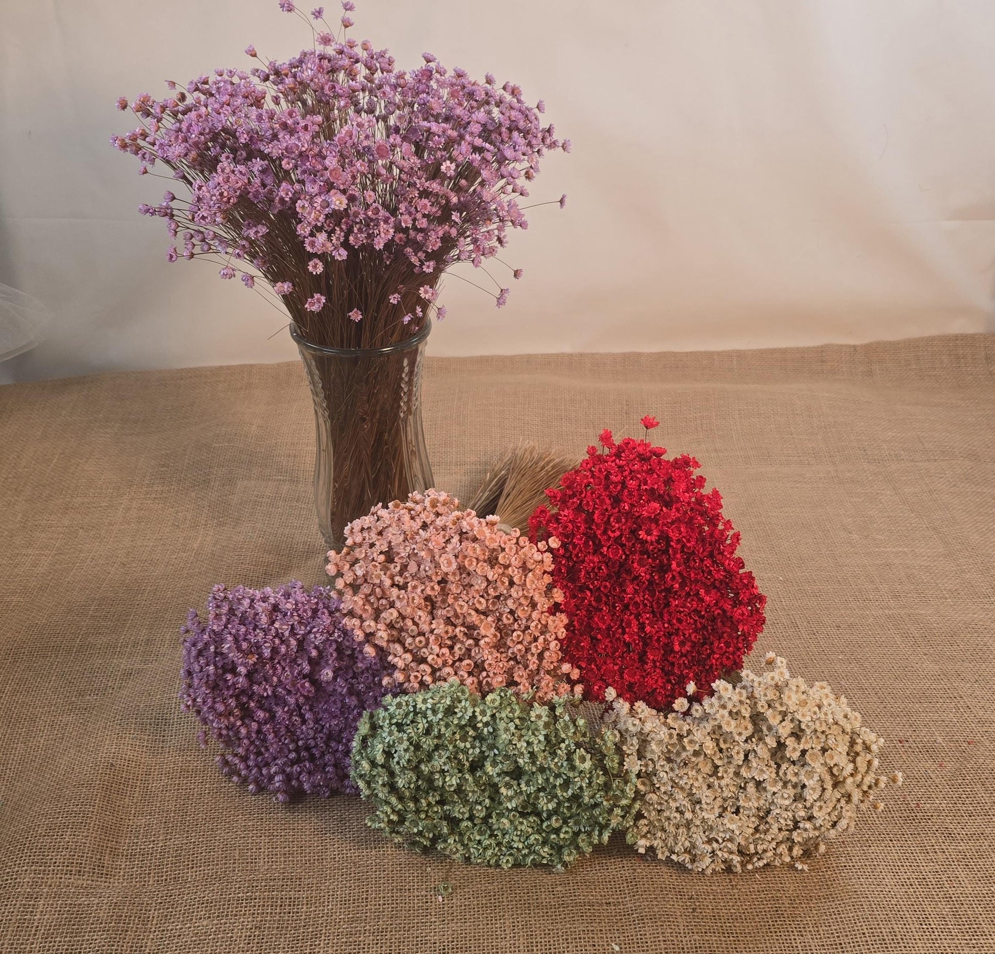 Pastel Dried Star Flowers: Wedding & Home Decor, 12" Tall