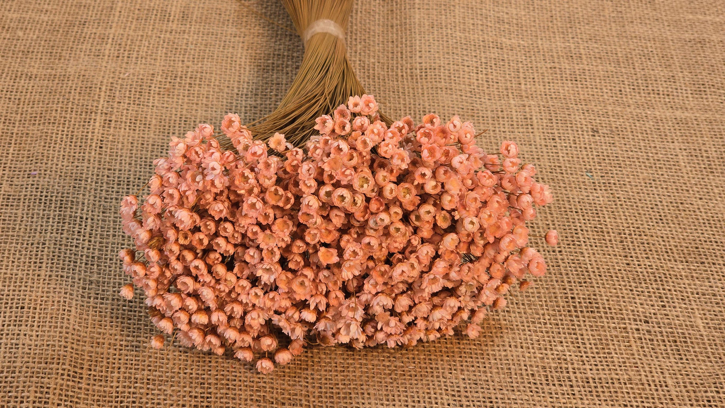 Pastel Dried Star Flowers: Wedding & Home Decor, 12" Tall
