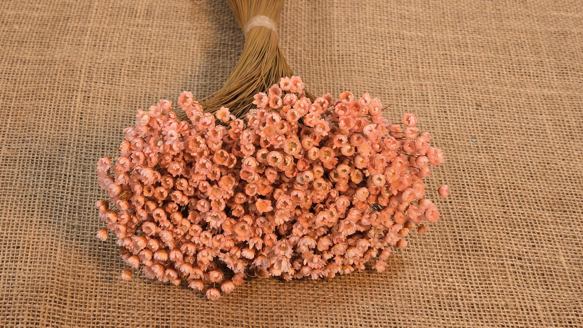 Pastel Dried Star Flowers: Wedding & Home Decor, 12" Tall