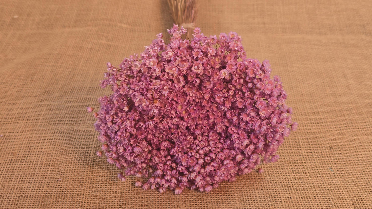Pastel Dried Star Flowers: Wedding & Home Decor, 12" Tall
