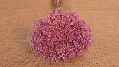 Pastel Dried Star Flowers: Wedding & Home Decor, 12" Tall