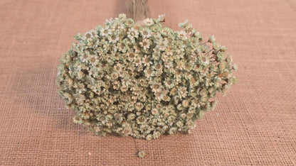 Pastel Dried Star Flowers: Wedding & Home Decor, 12" Tall