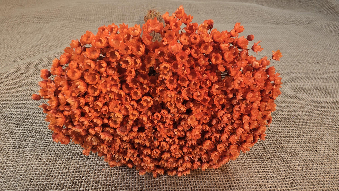 Pastel Orange Dried Star Flowers: Wedding & Home Decor, 12" Tall