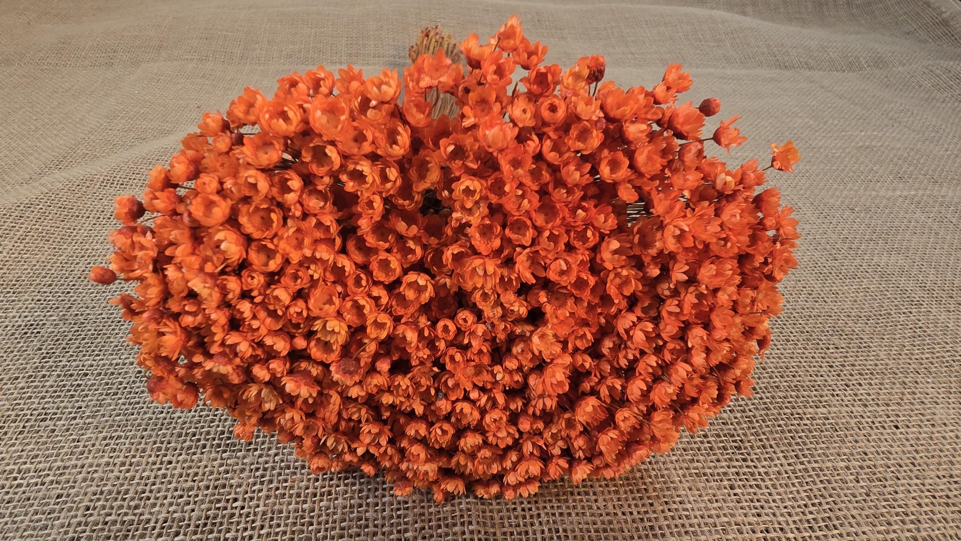 Pastel Orange Dried Star Flowers: Wedding & Home Decor, 12" Tall