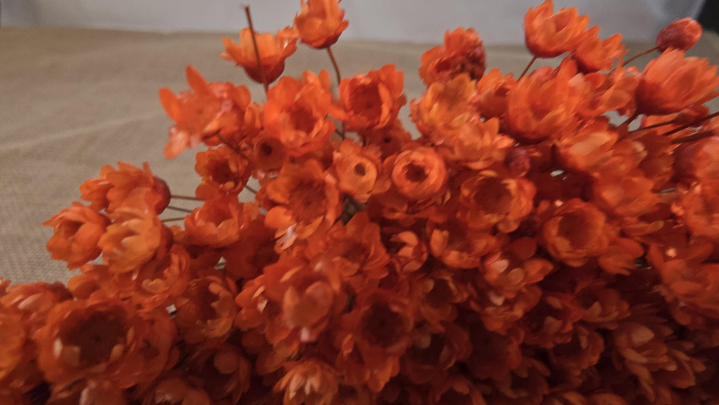 Pastel Orange Dried Star Flowers: Wedding & Home Decor, 12" Tall