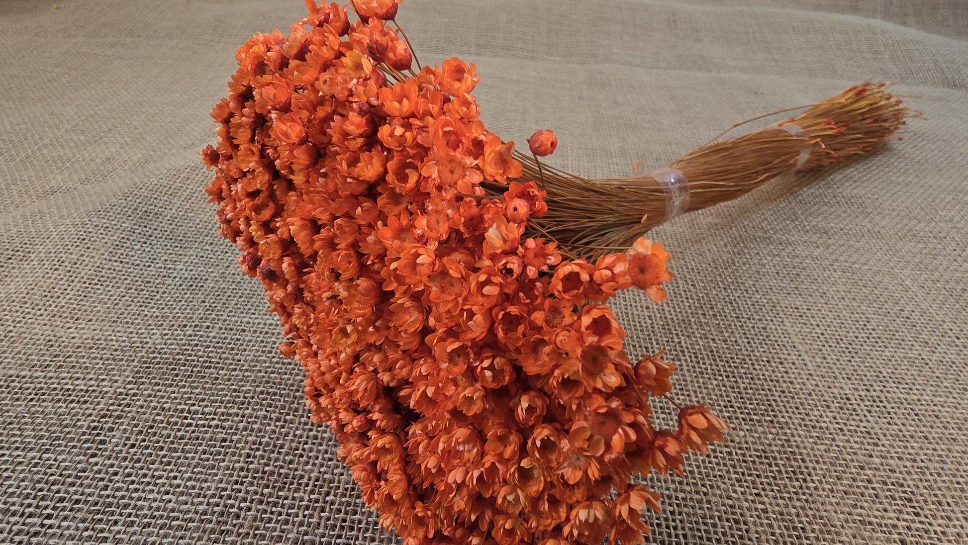 Pastel Orange Dried Star Flowers: Wedding & Home Decor, 12" Tall