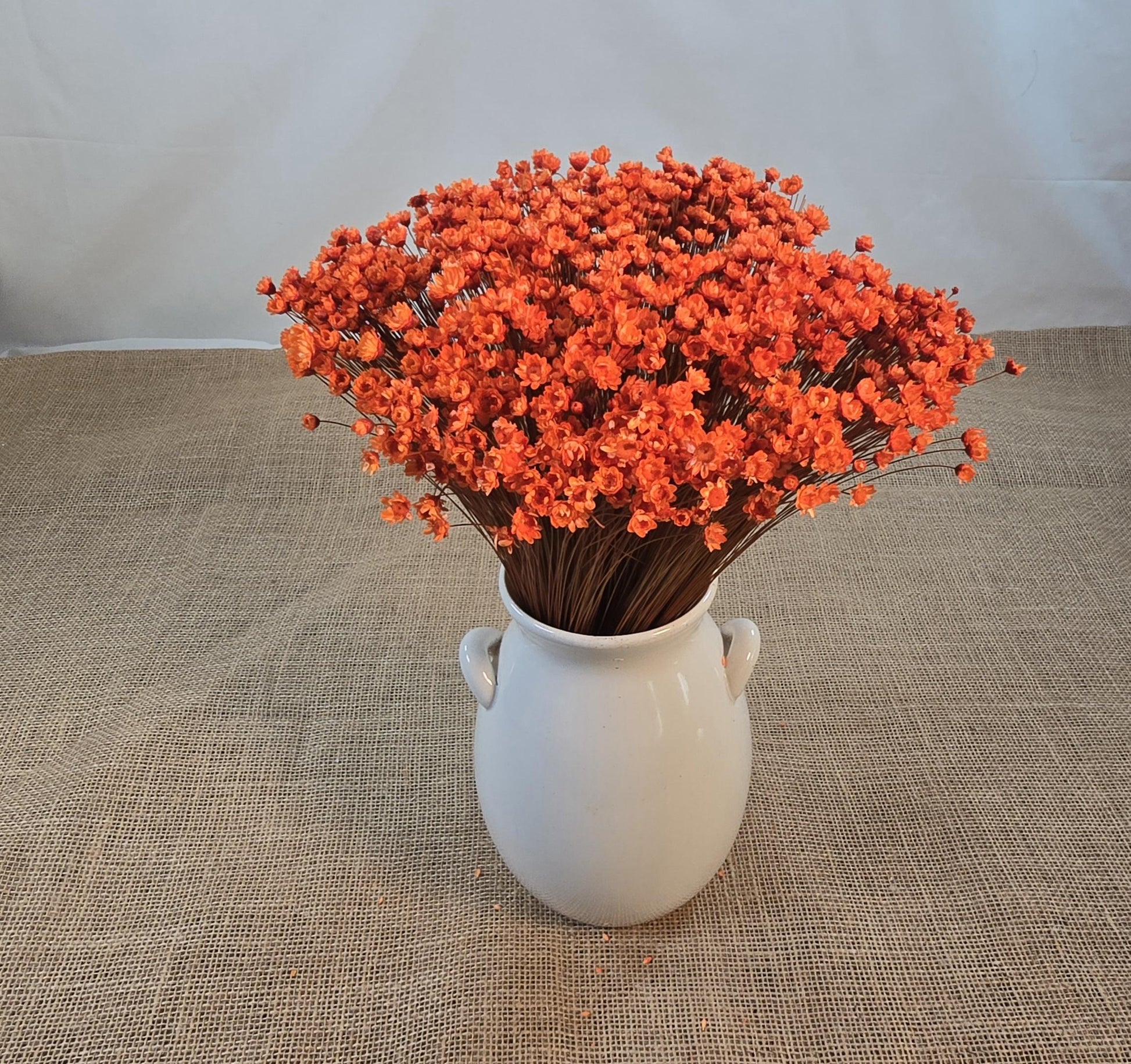 Pastel Orange Dried Star Flowers: Wedding & Home Decor, 12" Tall