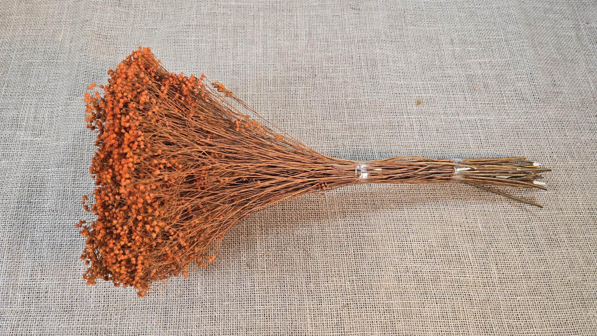 Dried Broom Bloom Bundle: Natural Floral Wedding Decor, 20"
