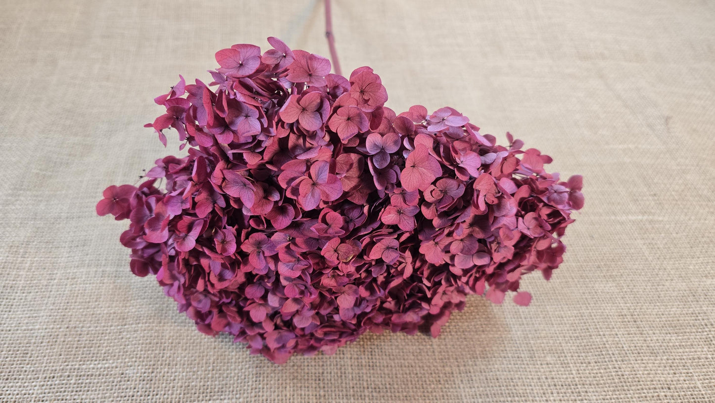 Red Preserved Hydrangea: Real Dried Wedding Flowers