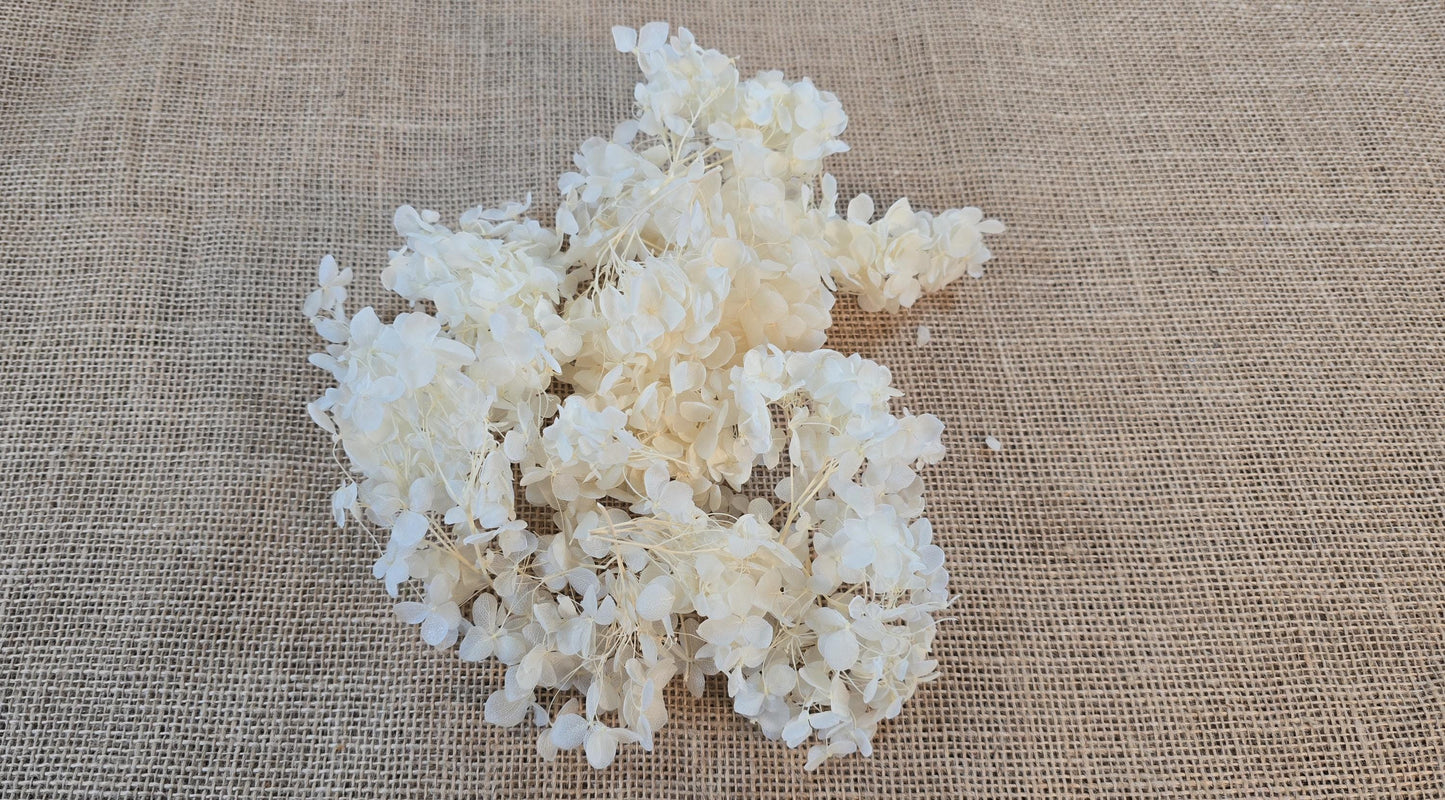 Beige Preserved Hydrangea: Real Dried Wedding Flowers