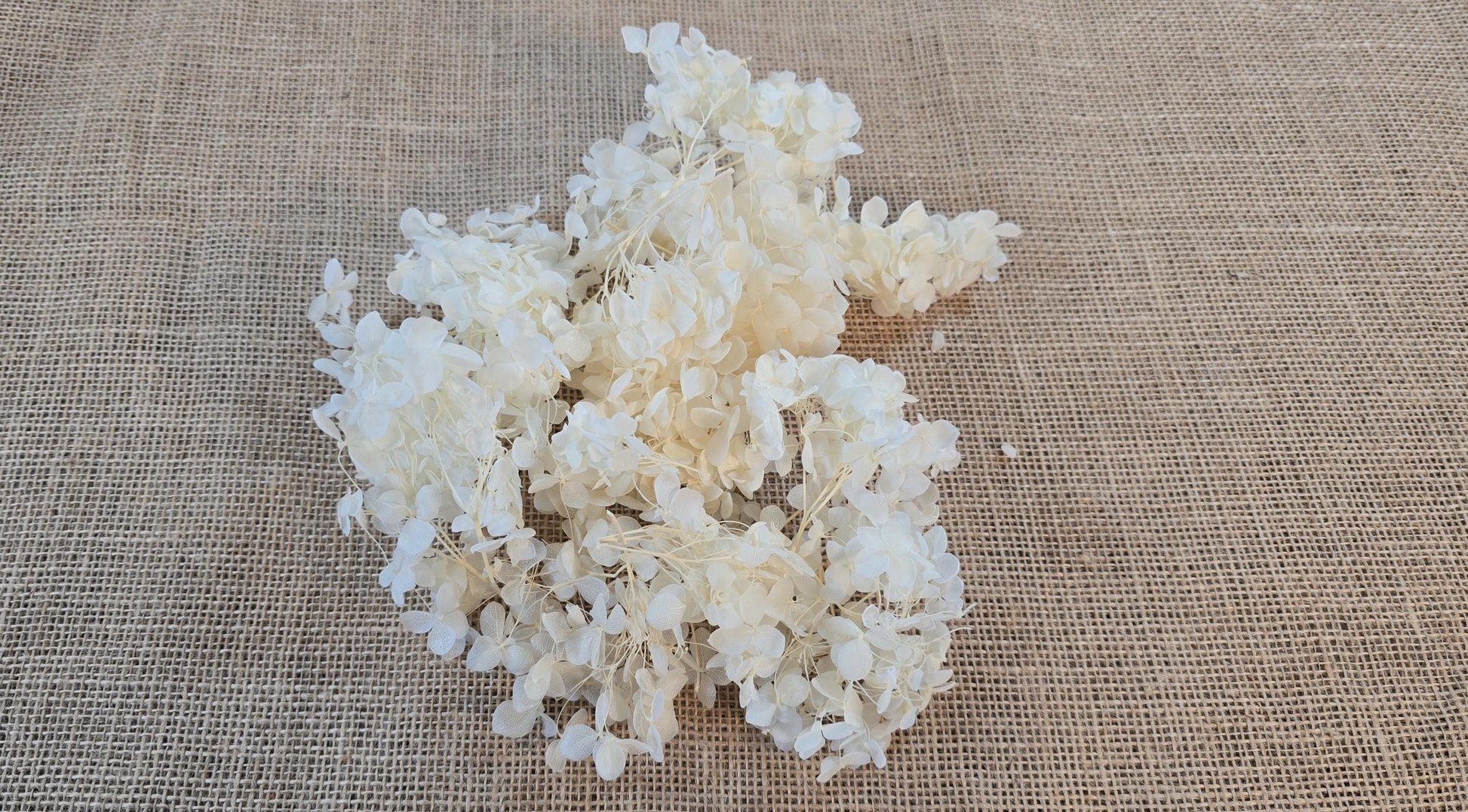 Beige Preserved Hydrangea: Real Dried Wedding Flowers