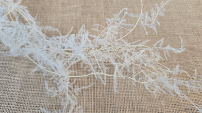 Preserved Asparagus Fern Flowers for Wedding Party & House Decor Valentine's Day