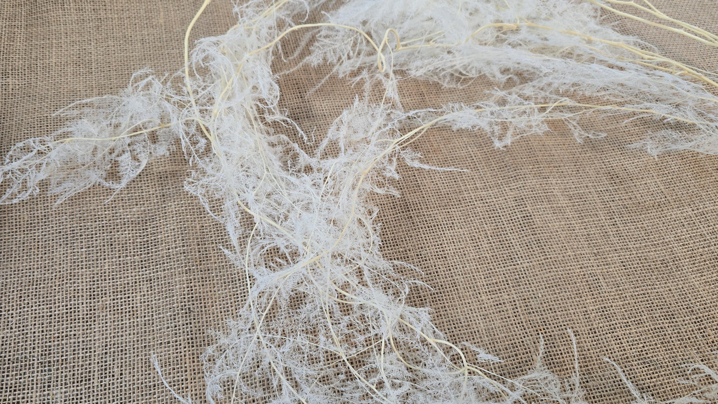 Preserved Asparagus Fern Flowers for Wedding Party & House Decor Valentine's Day
