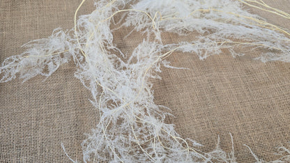 Preserved Asparagus Fern Flowers for Wedding Party & House Decor Valentine's Day